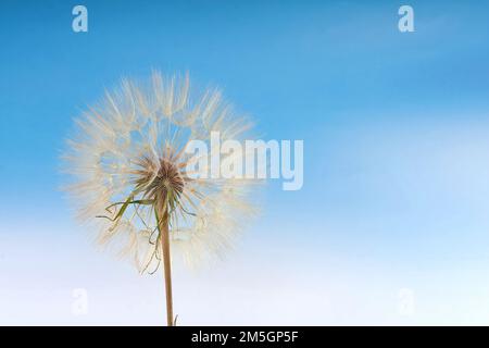 Löwenzahn gegen blauen Himmel Stockfoto