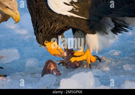 Steller - zeearend, Stellers Sea - Adler Stockfoto