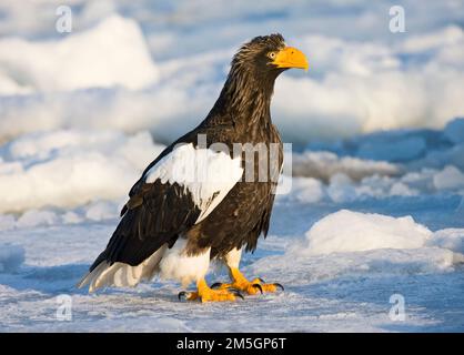 Steller - zeearend, Stellers Sea - Adler, Haliaeetus pelagicus Stockfoto