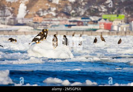 Steller - zeearend, Stellers Sea - Adler, Haliaeetus pelagicus Stockfoto