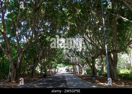 Altstadt von Santa Cruz de Teneriffa. Stockfoto