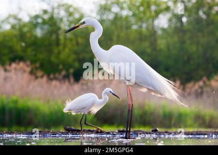 Grote Zilverreiger staand bij Wak met Kleine Zilverreiger in Achtergrond; Western Great Egret stehend an Eis Loch mit Seidenreiher im Hintergrund Stockfoto