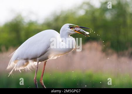 Grote Zilverreiger vangt vis; Western Great Egret, Fische zu fangen, Stockfoto