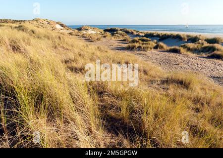 Uitzicht über Duinen met helmgras; Überblick über Dünen mit Gras marram Stockfoto