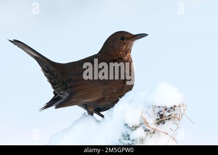 Vrouwtje Merel in de sneeuw; Weiblicher eurasischen Amsel (Turdus merula) im Schnee Stockfoto