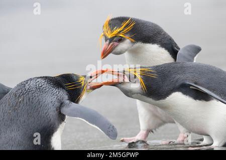 Zwei königliche Pinguine kämpfen auf Buckles Bay Beach mit einem Königlichen Pinguin an der Szene. Macquarie Inseln, Australien Stockfoto