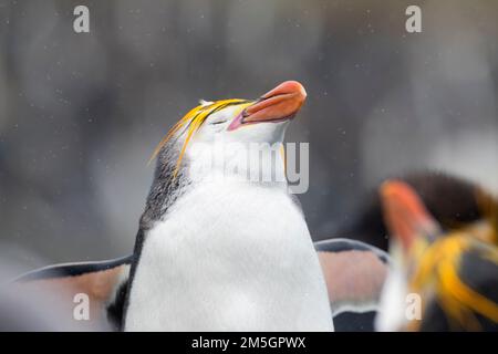 Royal Penguin (Eudyptes schlegeli) genießen den Regen am Sandstrand, Macquarie Inseln, Australien Stockfoto