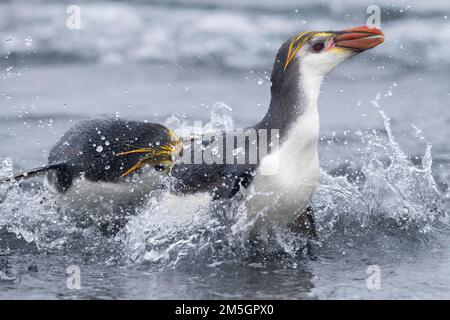 Zwei königliche Penguin (Eudyptes schlegeli) kämpfen am Strand von Buckles Bay auf Macquarie Inseln, Australien Stockfoto