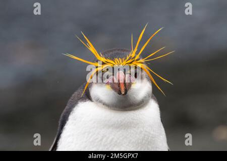 Royal Penguin (Eudyptes schlegeli) auf Macquarie Inseln, Australien Stockfoto