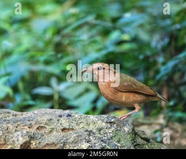 Der Blaurumped Pitta (Hydrornis-Soror) in Südchina. Stockfoto
