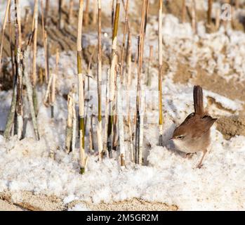 Wintering Cetti's Warbler (Cettia cetti) in den Dünen von Berkheide, südlich von Katwijk, Niederlande. Futtersuche auf dem Boden. Stockfoto