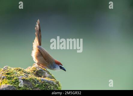 Der kastanienbesetzte Babbler (Timalia pileata), der im Flussnitat in Südostchina liegt. Stockfoto