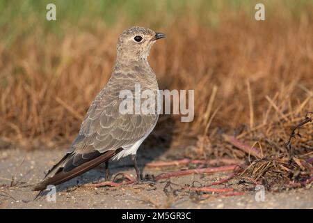 Im ersten Winter (Glareola pratincola Collared Pratincole) auf dem Boden im Herbst in der Ebro Delta gehockt, Spanien Stockfoto