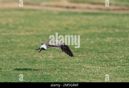 Im ersten Winter (Glareola pratincola Collared Pratincole) Fliegen über eine grassfield im Herbst in der Ebro Delta, Spanien. Stockfoto