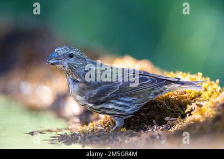 Unreifer gemeiner Schachtel (Loxia curvirostra) im Kiefernwald der Vorpyrenäen in Spanien. In der Trinkstelle. Stockfoto