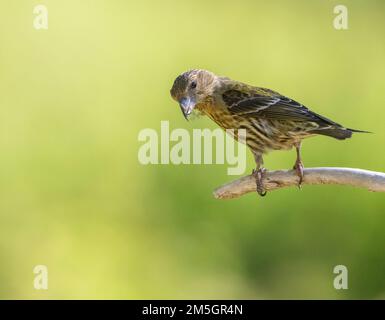 Unreife gemeinsame Gegenwechsel (Loxia curvirostra) mit zwei kleinen Flügel Bars. Am Rande von einem Zweig in einem Kiefernwald in pre Thront - Pyrenäen in Spanien. Stockfoto