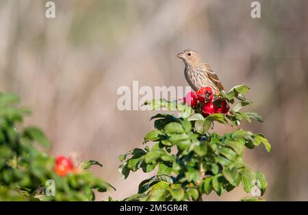 Rosenfink, Carpodacus erythrinus), die von den Rosenberriern in Vlieland, Niederlande, gegessen werden. Stockfoto