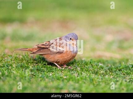 Kretschschmar-Wanderung (Emberiza caesia) während der Frühjahrswanderung in Eilat, Israel. Stockfoto