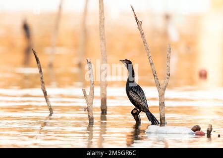 Pygmy Cormorant (Phalacrocorax pygmeus) während der späten Winter in See Kerkini, Griechenland. Stockfoto