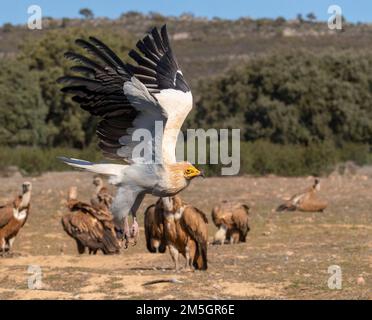 Adulte ägyptische Geier (Neophron percnopterus) in Extremadura, Spanien. Sie fliegen vor einer Gruppe von Griffon-Geiern, die auf dem Boden ruhen. Stockfoto