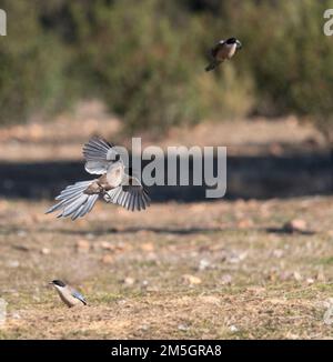 Eingehende iberischen Magpie (Cyanopica cooki), eine Spezies von der Iberischen Halbinsel und das leben in Familiengruppen. Stockfoto