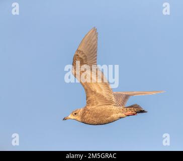 Überwintern zweites Kalenderjahr Island Möwe (Larus glaucoides) fliegt über arktischen Hafen in Varangerfjord, Nordnorwegen. Stockfoto