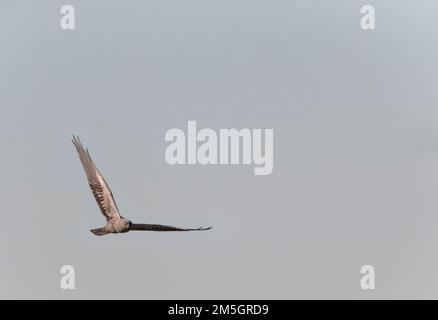 Dunkle Phase der männlichen Montagu Harrier (Circus pygargus) Fliegen über Felder an Lagunas de Villafáfila Naturschutzgebiet, Zamora, Kastilien und León, Spanien. Stockfoto