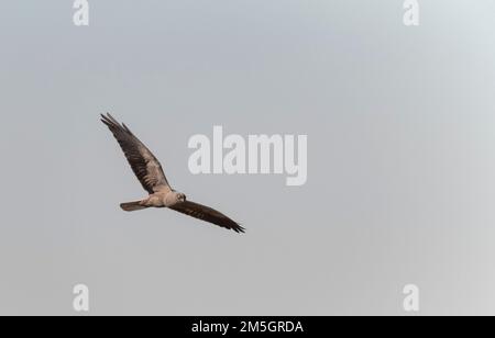 Dunkle Phase der männlichen Montagu Harrier (Circus pygargus) Fliegen über Felder an Lagunas de Villafáfila Naturschutzgebiet, Zamora, Kastilien und León, Spanien. Stockfoto