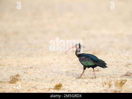 Nordbalden Ibis (Geronticus eremita) an der Küste bei Timri, Marokko. Auch bekannt als Hermit Ibis oder Waldrapp. Stockfoto
