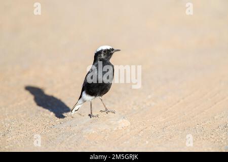 Weißkronige Weizenröte (Oenanthe leucopyga aegra) in Marokko. Auch bekannt als White-Tailed Wheatear. Stockfoto