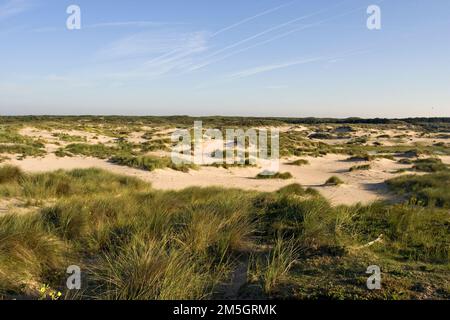 Landschaft mit typischem Lebensraum aus Sanddünen und niedrigen Gräsern in Berkheide, dem Nationalpark südlich von Katwijk, in den Niederlanden. Stockfoto