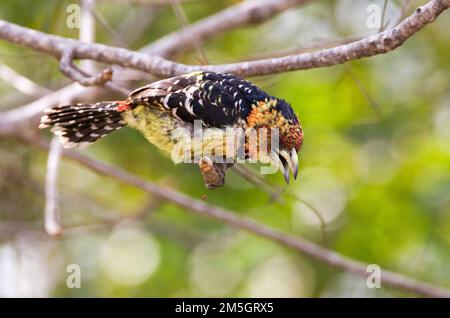 Crested Barbet (Trachyphonus vaillantii) im Krüger Nationalpark in Südafrika. Stockfoto