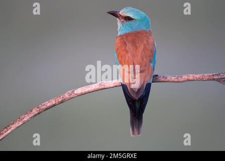 Scharrelaar, Europäische Roller, Coracias garrulus Stockfoto