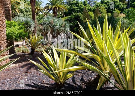 Altstadt von Santa Cruz de Teneriffa. Stockfoto