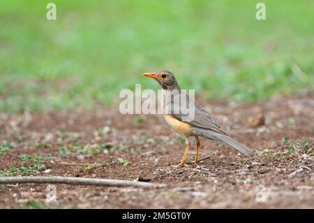 Kurrichane Thrush (Turdus libonyana) stehend auf dem Boden in einem Safari Camp im Kruger Nationalpark in Südafrika. Seitenansicht eines erwachsenen Vogel. Stockfoto