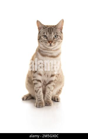 schneebengal-reinrassige Katze, die auf weißem Hintergrund auf die Kamera schaut Stockfoto