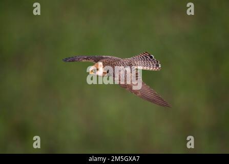 Roodpootvalk, Red-footed Falcon, Falco vespertinus Stockfoto