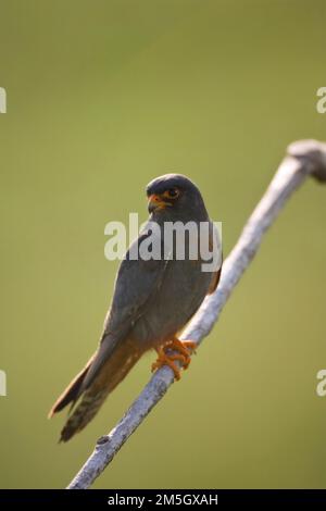 Red-Footed Roodpootvalk, Falcon, Falco vespertinus Stockfoto