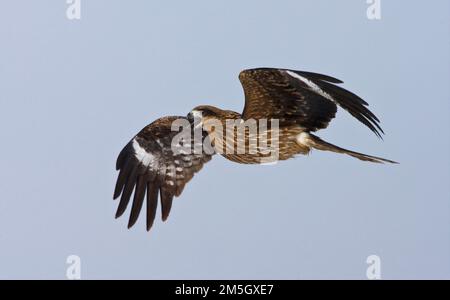 Zwartoorwouw vliegend; Schwarz-eared Drachen fliegen Stockfoto