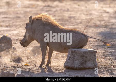 Nahaufnahme eines Gemeinen Warthogs, Phacochoerus africanus, der seinen Hintern gegen einen Felsen im Chobe-Nationalpark, Botsuana, reibt. Stockfoto