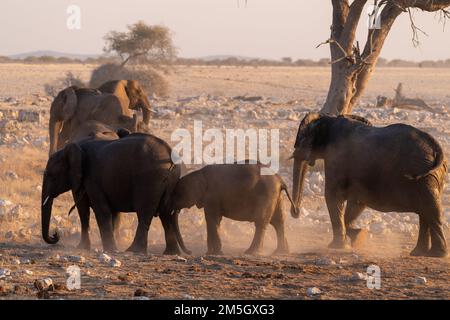 Eine Gruppe von Elefanten, die sich nach einem Bad in einem Wasserloch mit Schmutz bedecken. Etosha-Nationalpark, Namibia. Stockfoto