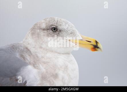 Beringmeeuw close-up; Glaucous-winged Gull portrait Stockfoto