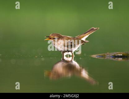 Tjiftjaf, gemeinsame Chiffchaff, Phylloscopus trochilus Stockfoto