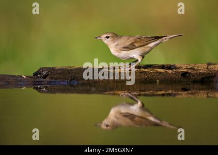 Bij De Tuinfluiter drinkplaats; Garten Warbler bei drinkingsite Stockfoto