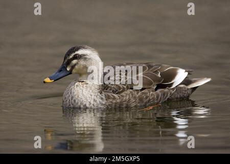 Östlichen Spot-billed Duck schwimmen; Oostelijke Vlekbekeend zwemmend Stockfoto