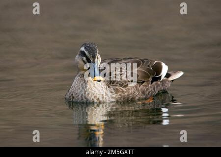 Östlichen Spot-billed Duck (Anas onorhyncha) auf einem duckpond in Tokio, Japan. Stockfoto