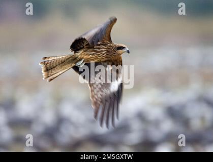 Schwarz-eared Drachen fliegen mit Kapuze Krane im Hintergrund; Zwartoorwouw vliegend met Monnikskraanvogels op de achtergron Stockfoto