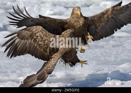 Zeearend in de Winter; Seeadler im Winter Stockfoto