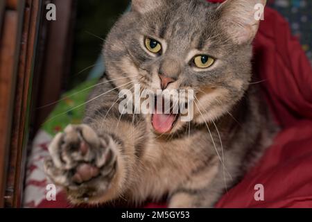 Eine graue, graue, tabby Katze mit durchdringenden gelben Augen, die sich miaut und ihre Pfote ausstreckt Stockfoto