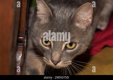 Eine graue, graue, tabby Katze mit durchstechenden gelben Augen Stockfoto